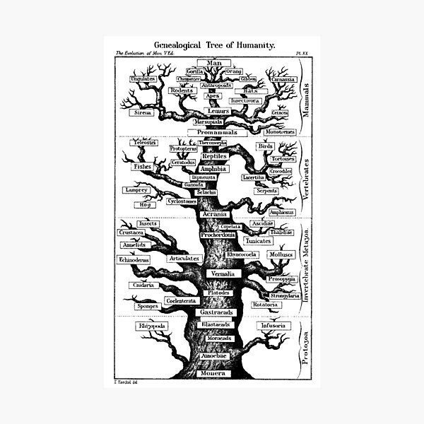 Genealogical Tree of Humanity Photographic Print