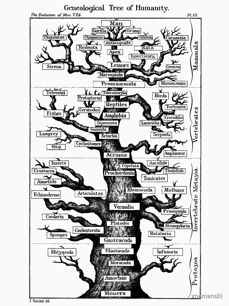 Genealogical Tree of Humanity by znamenski