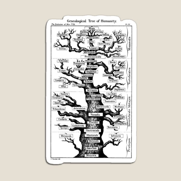 Genealogical Tree of Humanity Magnet