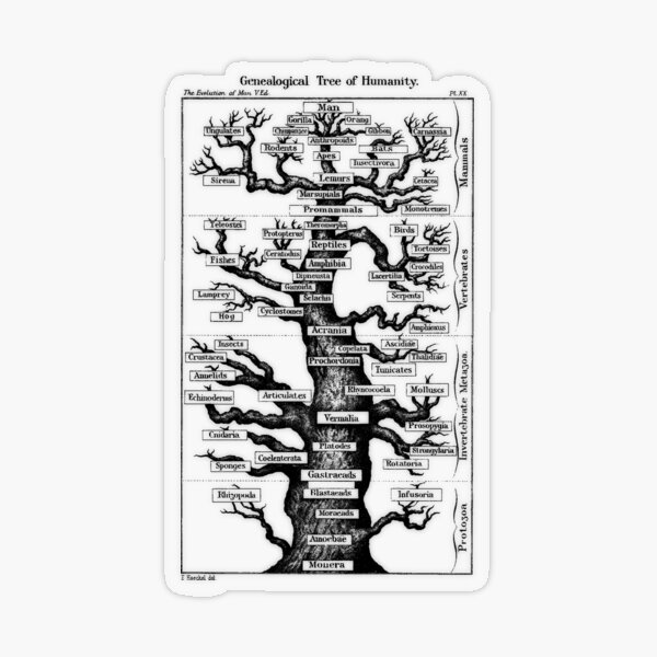 Genealogical Tree of Humanity Transparent Sticker