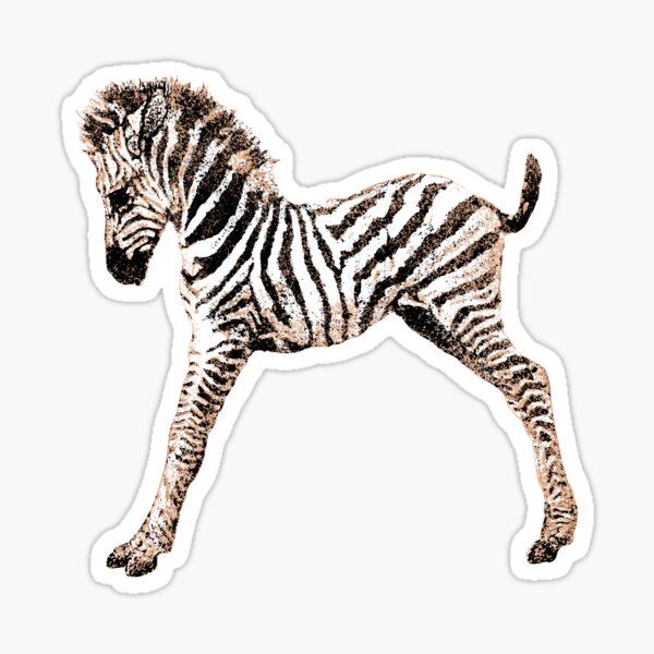Zebra Art - adorable hand-drawn Baby Zebra Sticker