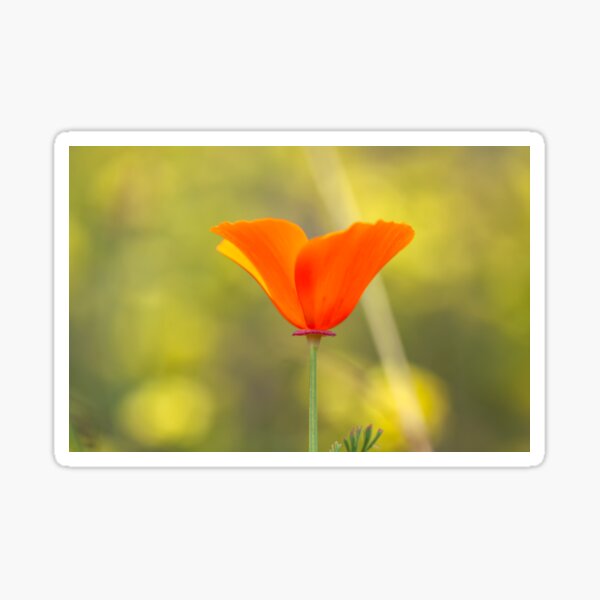 Item preview, poppy designed and sold by jvnimages.