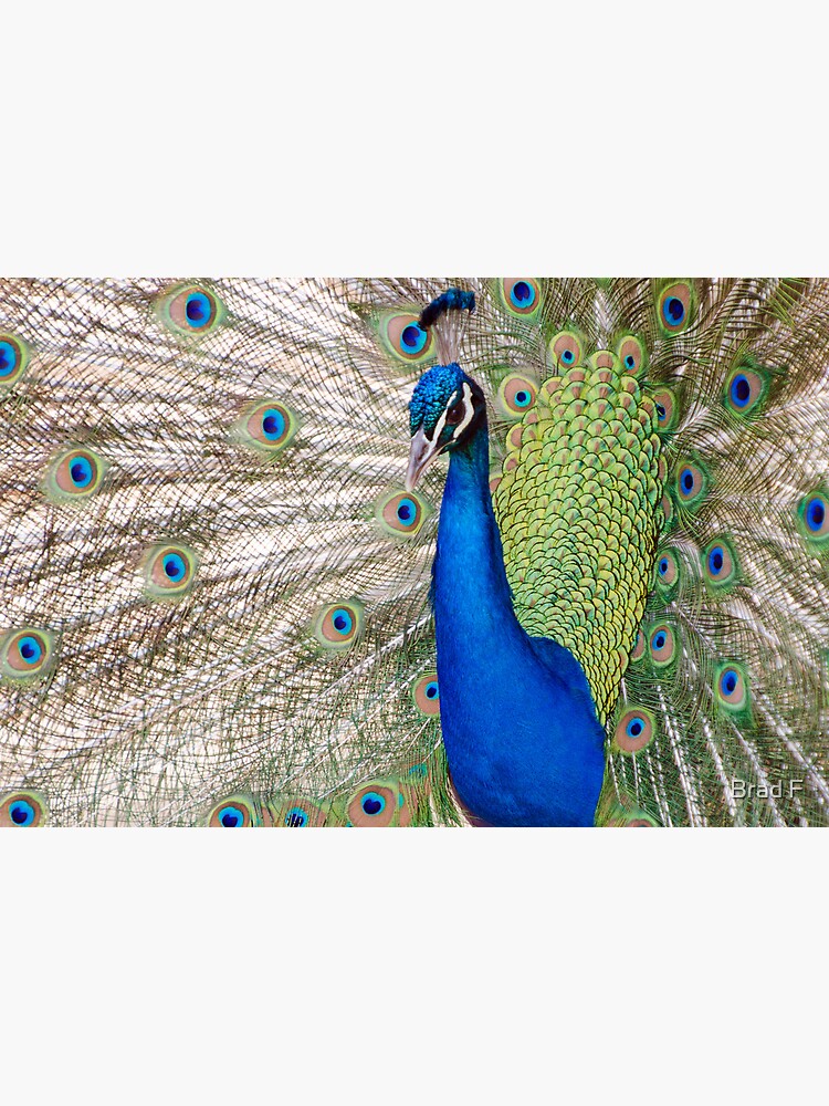 Peacock - Show Off by bfra