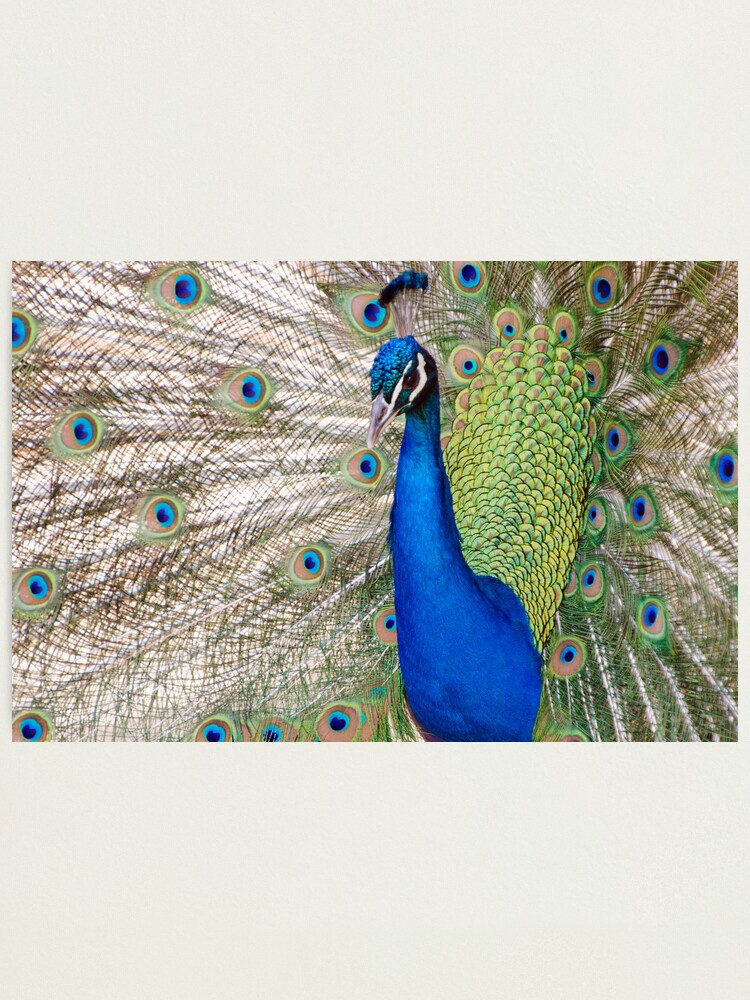 Alternate view of Peacock - Show Off Photographic Print