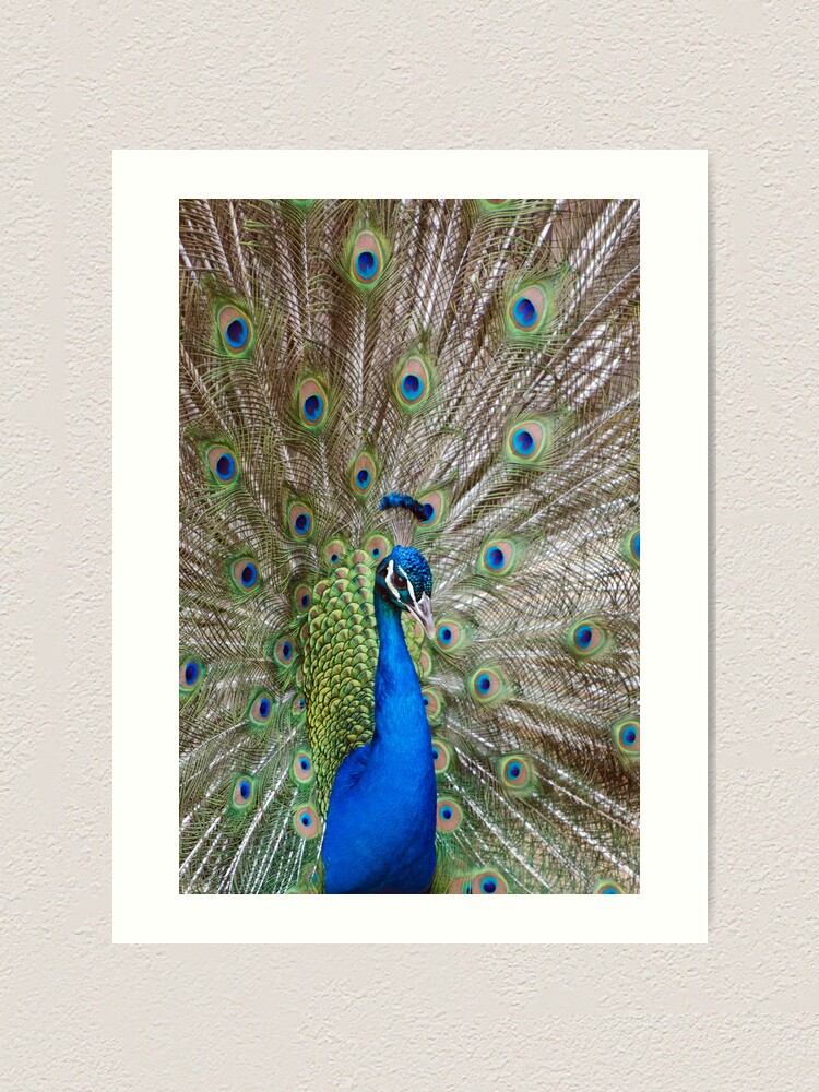 Alternate view of Peacock - Show Off Art Print
