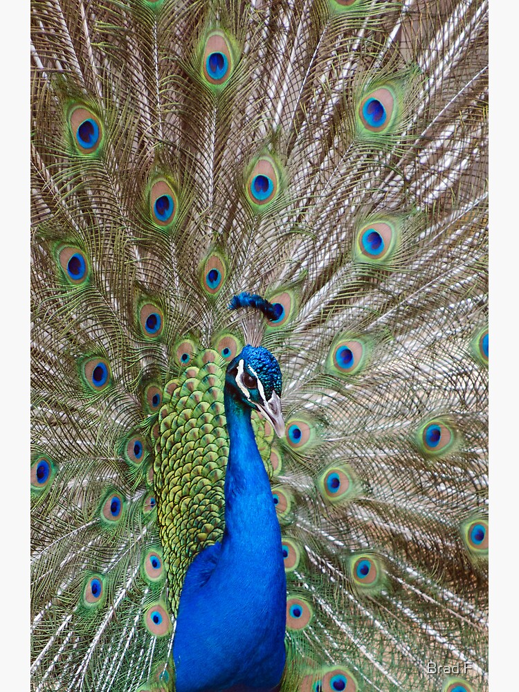 Peacock - Show Off by bfra