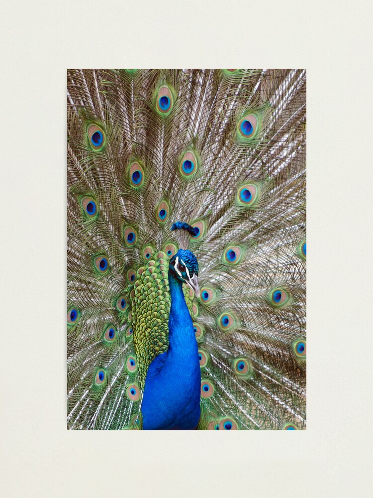 Alternate view of Peacock - Show Off Photographic Print