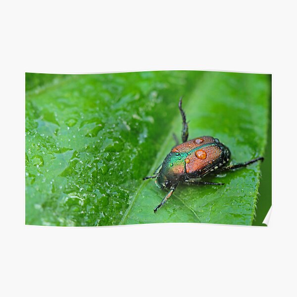 Japanese Beetle Poster