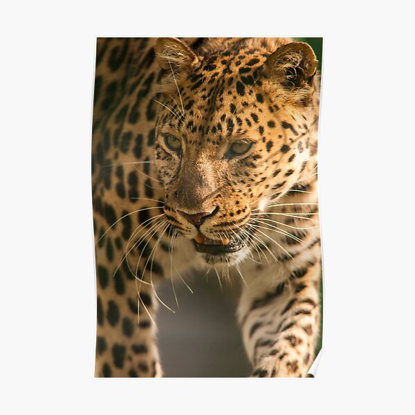 Amur Leopard Posters | Redbubble