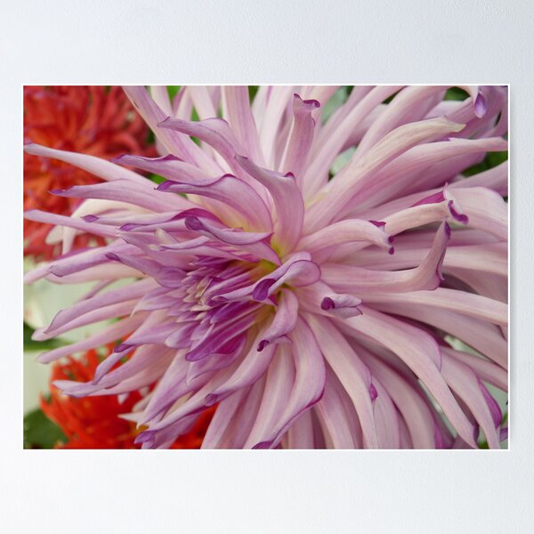 Item preview, Dahlia #1 designed and sold by Sarah Curtiss.