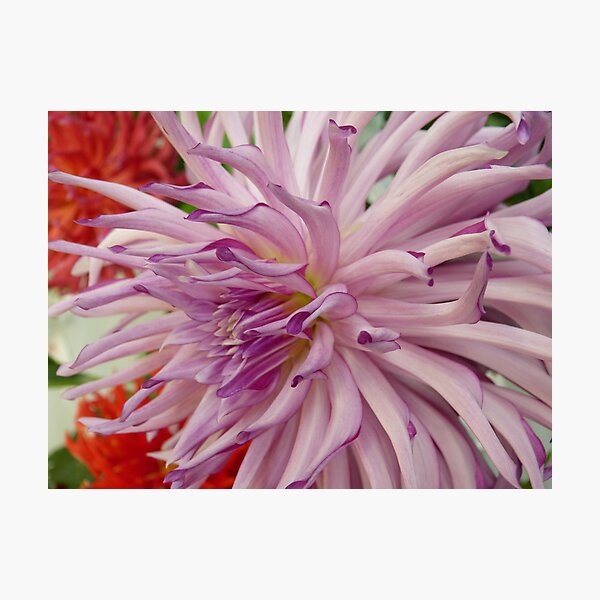 Item preview, Dahlia #1 designed and sold by Sarah Curtiss.