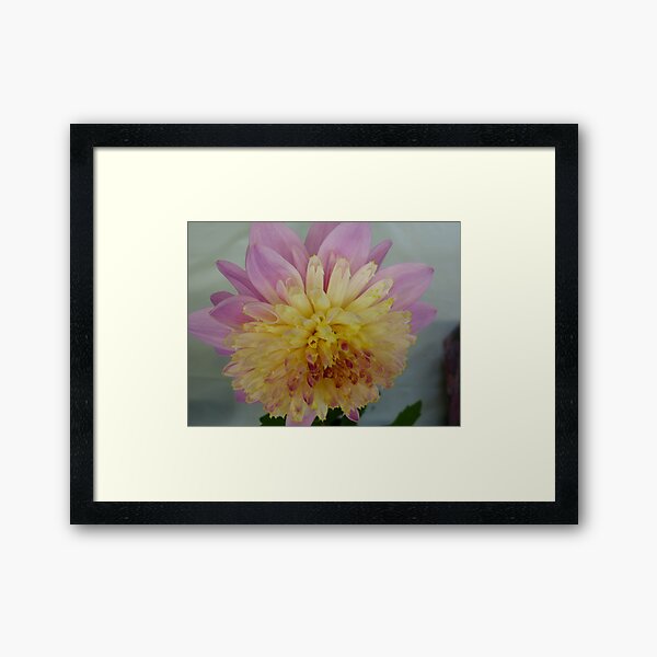 Dahlia #4 Framed Art Print