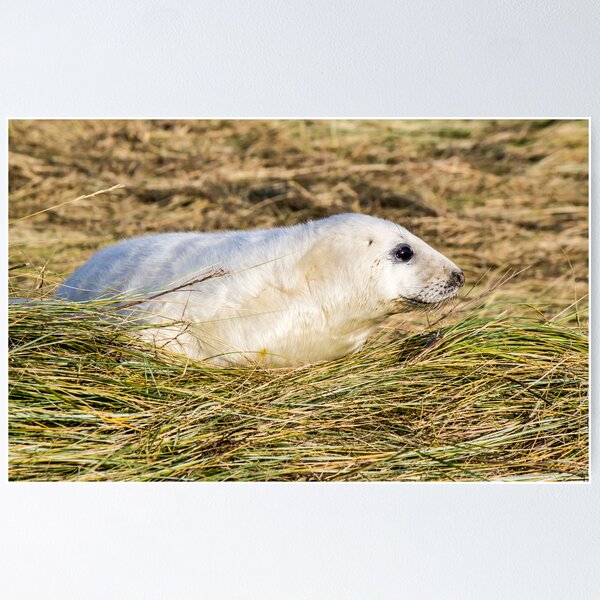 Item preview, Grey Seal Pup designed and sold by John Dunbar.