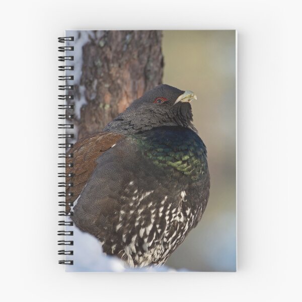 Item preview, Capercaillie resting designed and sold by Jenny Hibbert.
