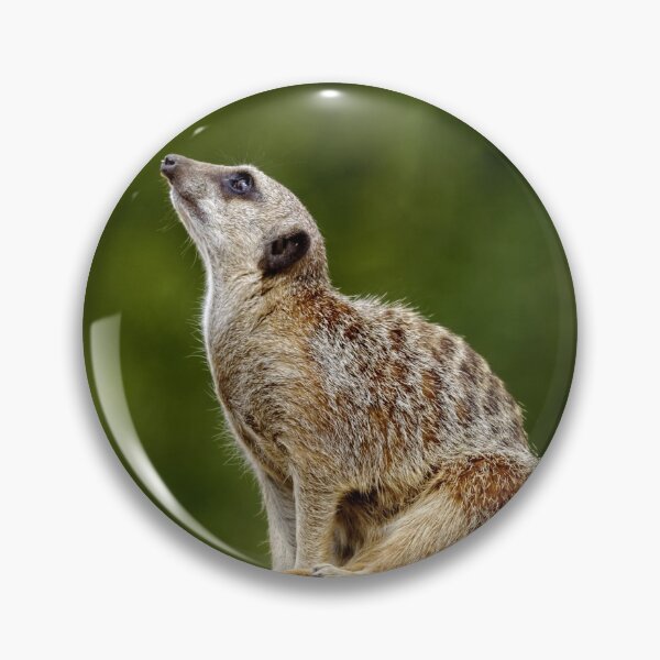 Item preview, Meerkat (Suricata suricatta) designed and sold by Andy Harker.