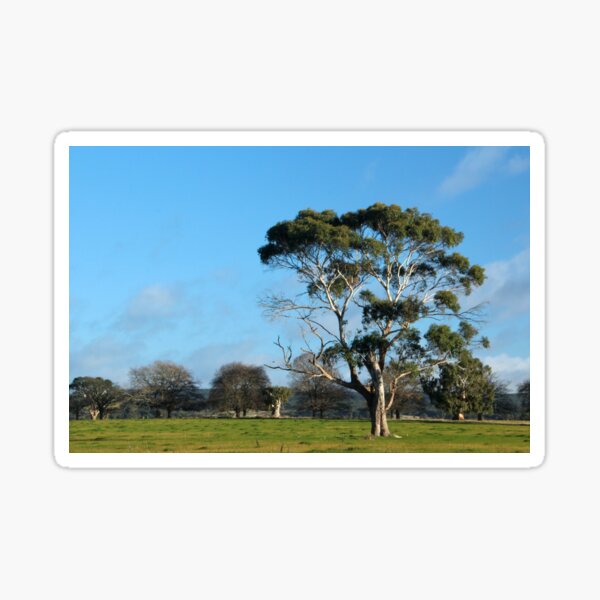 Item preview, Majestic Eucalypt. Macedon, Vic designed and sold by Susan Henry.
