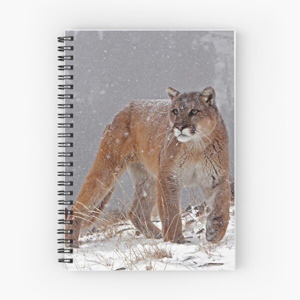 Item preview, Cougar in heavy snow designed and sold by Jenny Hibbert.