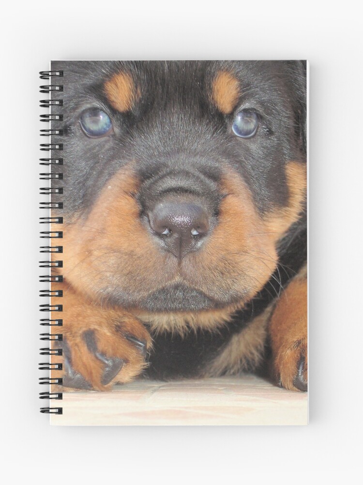Cute Rottweiler Puppy With Blue Eyes