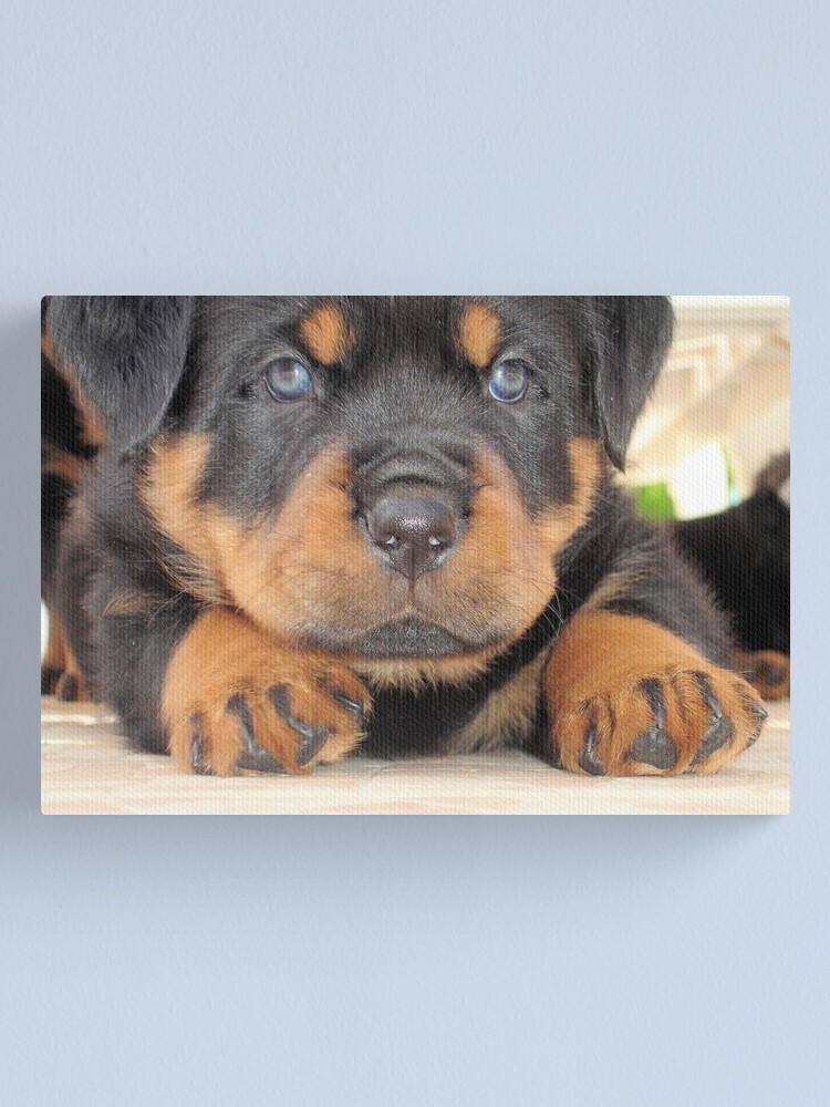 rottweiler eyes