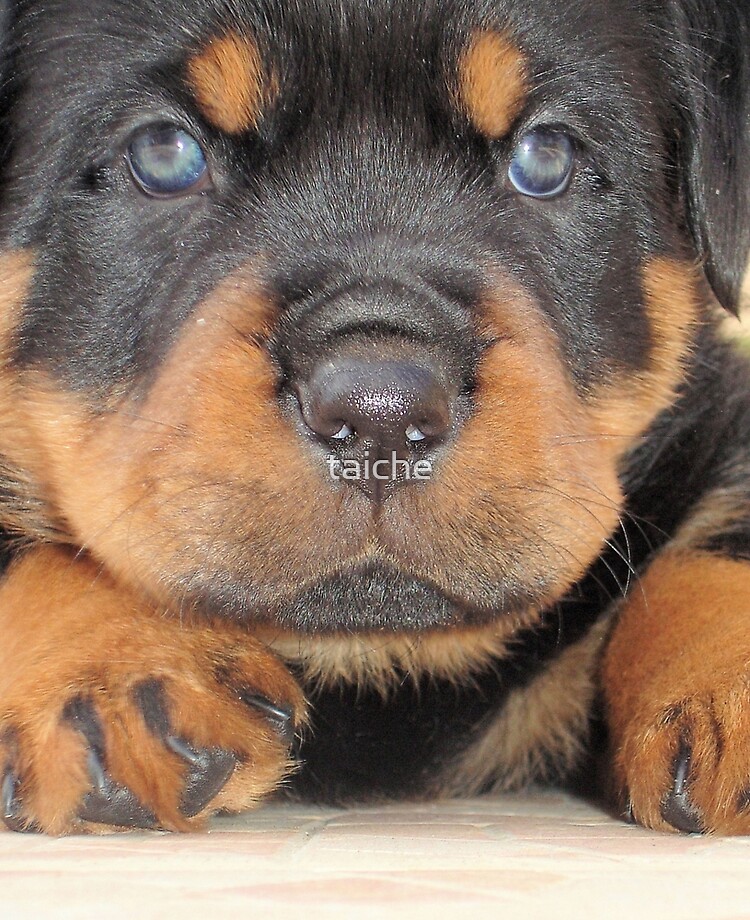 Cute Rottweiler Puppy With Blue Eyes 