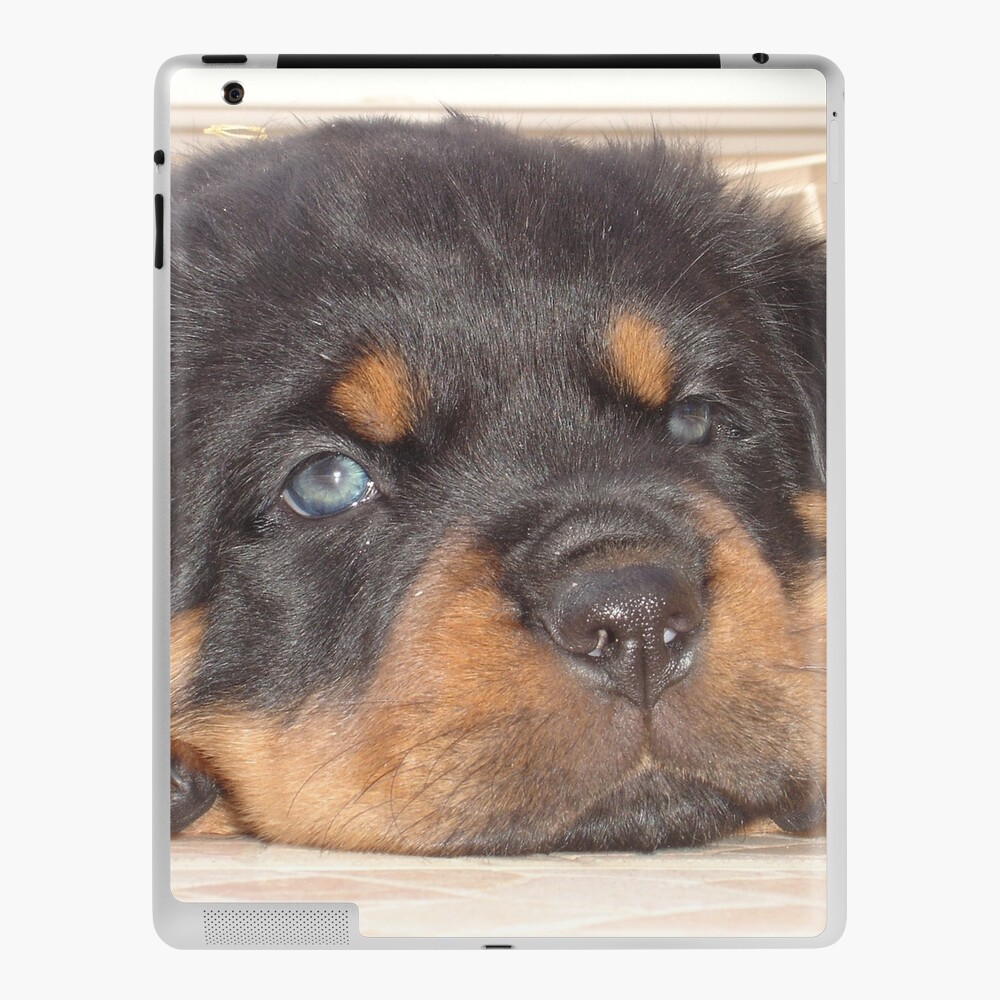 Adorable Rottweiler Puppy With Blue Eyes