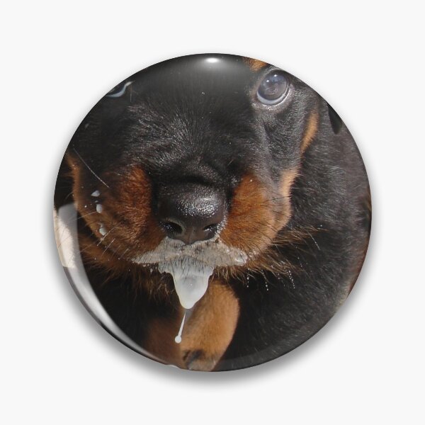 Item preview, Cute Rottweiler Mucky Pup Lapping Milk designed and sold by taiche.