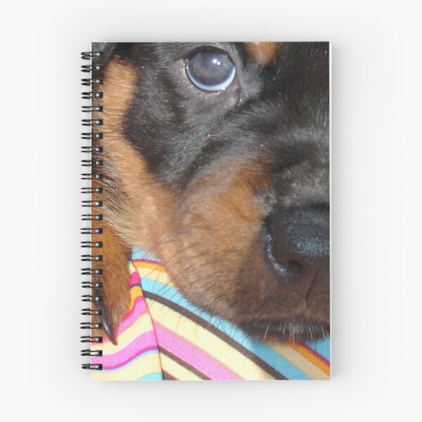 Item preview, Young Female Rottweiler Making Eye Contact designed and sold by taiche.