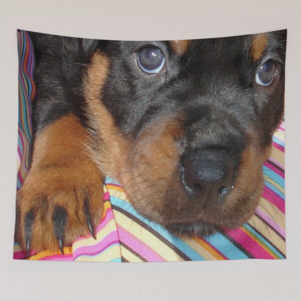Item preview, Young Female Rottweiler Making Eye Contact designed and sold by taiche.