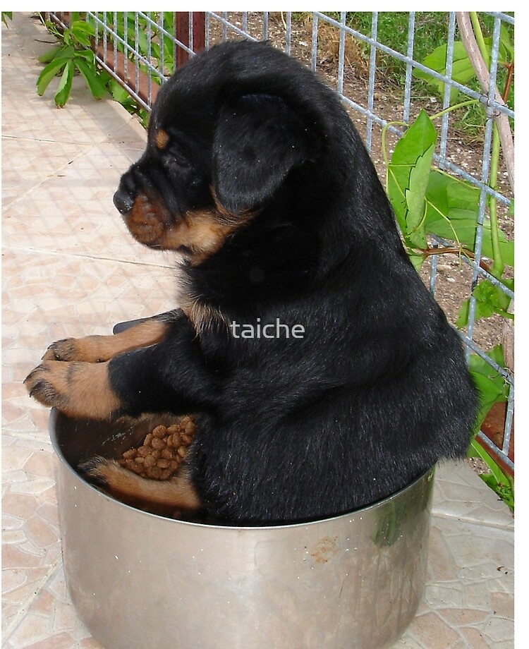 Rottweiler Puppy Sitting In A Bowl Of Food