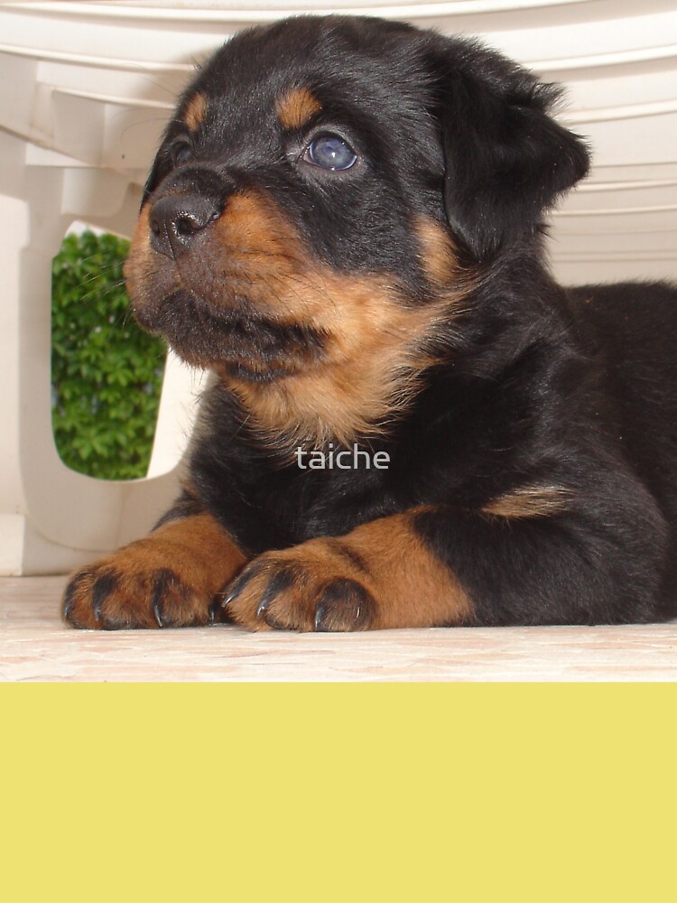 Baby rottweiler puppies for sale cheap