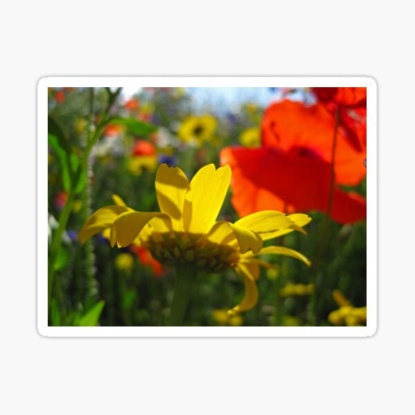 Summer Sunshine Sticker