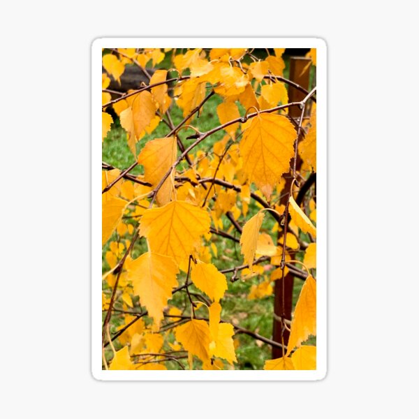 Item preview, Autumn yellow. Beautiful birch. designed and sold by Susan Henry.