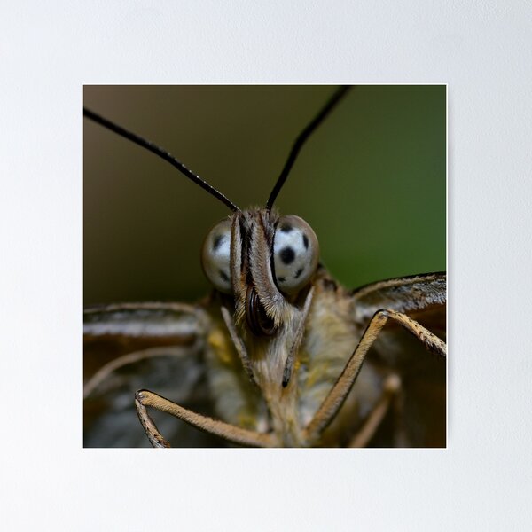 Item preview, Close Encounter........... designed and sold by Macky.