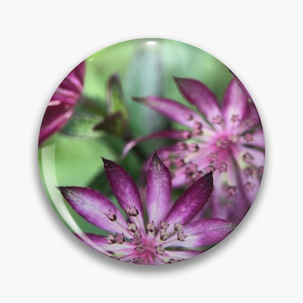 Item preview, Astrantia designed and sold by Barbitastic.