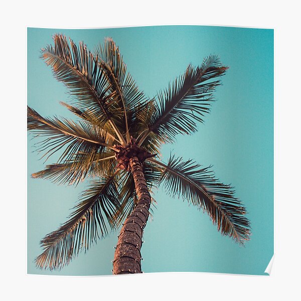 "Palm Tree" Poster for Sale by Naturell Redbubble
