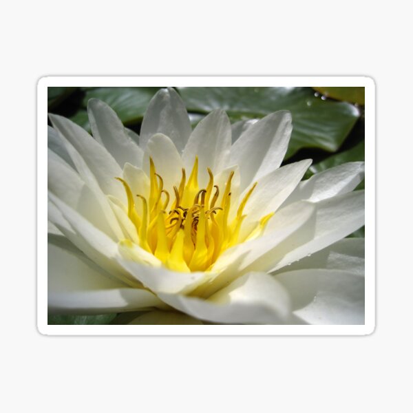 What A Lily! Sticker