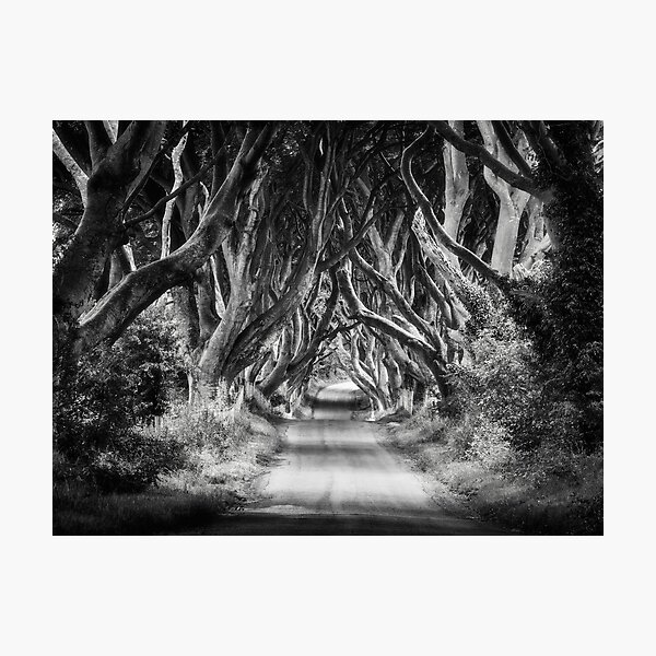 The Dark Hedges Photographic Print