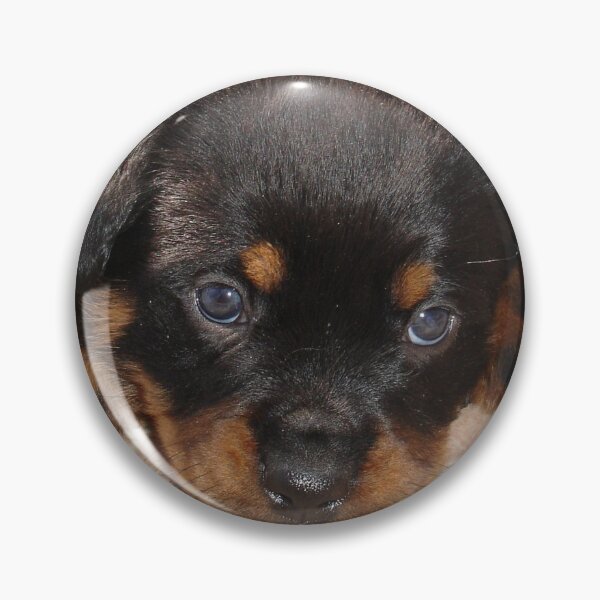 Item preview, Cute Rottweiler Puppy With Head On Paws designed and sold by taiche.