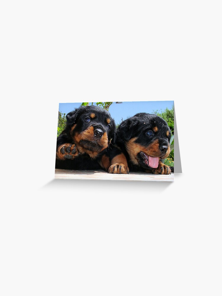 15+ Rottweiler Christmas Cards 2021