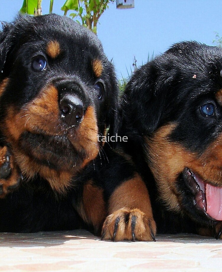 2 store rottweiler puppies