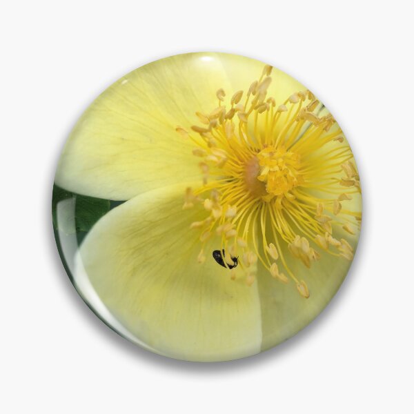 Item preview, Canary bird rose designed and sold by Barbitastic.
