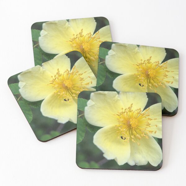 Item preview, Canary bird rose designed and sold by Barbitastic.