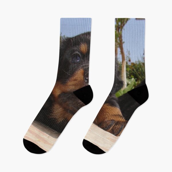 Item preview, Rottweiler Puppy Giving Eye Contact designed and sold by taiche.