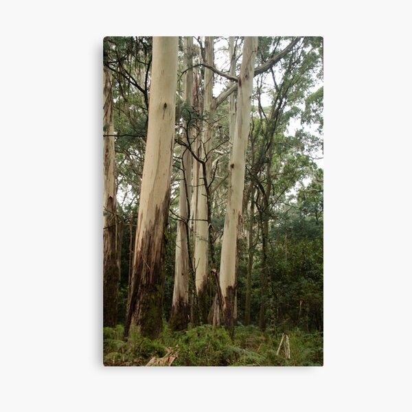 Item preview, Mountain Ash Eucalypts on Mt Macedon, Victoria designed and sold by Susan Henry.