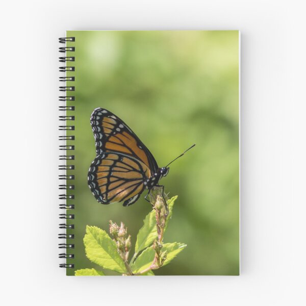 Item preview, Viceroy Butterfly side profile against green background designed and sold by Rabbitti.
