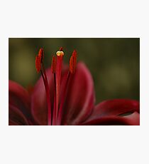 Stretch & Yawn Photographic Print