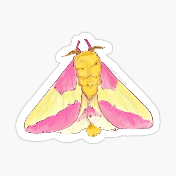 Item preview, Rosy Maple Moth Dibujo designed and sold by BeckSketches.