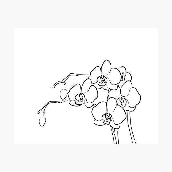 12,376 Orchid Line Drawing Images, Stock Photos & Vectors | Shutterstock