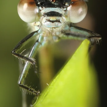 Artwork thumbnail, Dragonfly by Bill Rockenbeck
