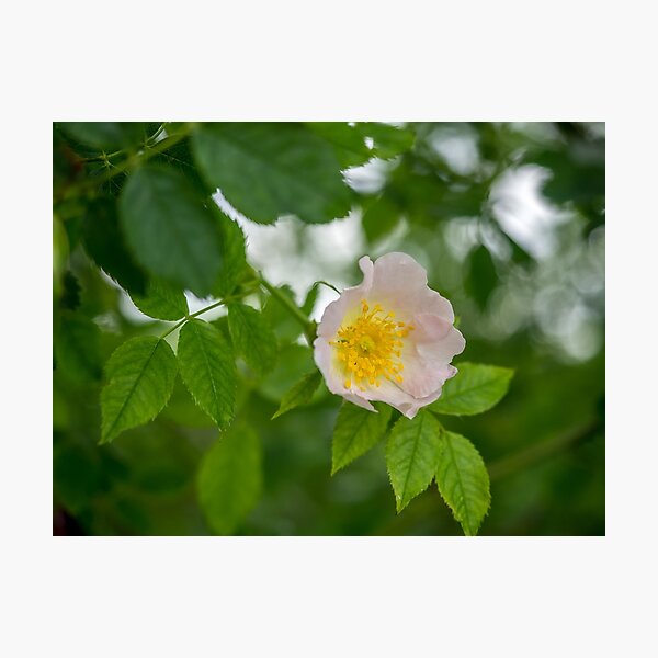 A wild rose, pink flower Photographic Print